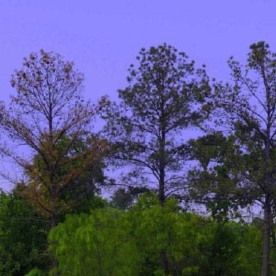 澳门一码一肖一特一中app下载